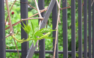 Green plant fence vines nature - a garden area free wallpaper