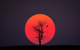 Red sky bird torii moon - a photo free wallpaper for desktop