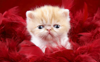 Kitten blue eyes red feathers 2 - conceptual art free wallpaper