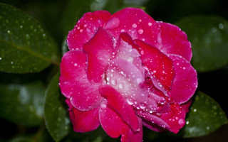Pink flower water droplets macro 35 - green leaf and water droplets free wallpaper