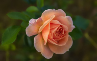 Pink rose green leaves blurry 11 - a single flower in the center free wallpaper