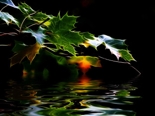 Leafy plant reflection water green - a leafy plant free wallpaper