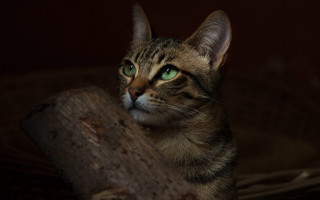 Cat green eyes sitting on - a dark background free wallpaper
