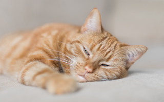 Sleeping cat couch pillow photorealistic - the pillow free wallpaper