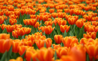Orange flower field bokeh focus - dirck van der lisse free wallpaper for desktop