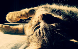 Cat laying on bed sunlight - the pillow free wallpaper