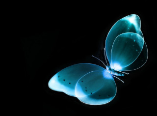 Blue butterfly black background wings 2 - a blue butterfly free wallpaper