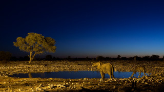 Large elephants night field tree - a large elephant free wallpaper