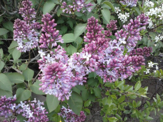 Purple flower bush impressionist garden - a bush free wallpaper