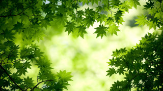 Green leafy tree blurry background 2 - a green leafy tree free wallpaper