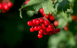 Red berries green leaves christmas - red berry free wallpaper
