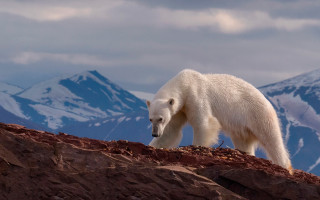 Polar bear rocky hill mountains 2 - a rocky hill free wallpaper