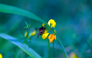 Bee yellow flower grass background - other flower free wallpaper