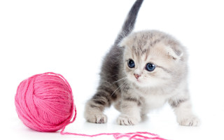 Kitten yarn play white background - a cross stitch free wallpaper