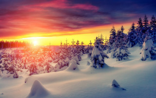 Sunset snowy forest red sky - a red sky in the background free wallpaper