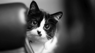 Black white cat serious eyes - cat free wallpaper