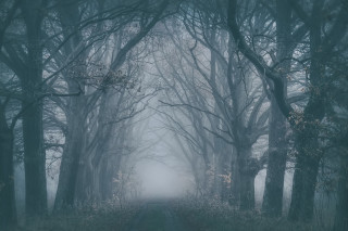 Foggy forest road bamboo matte - a foggy sky free wallpaper