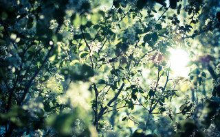 Tree sun leaves lens flare - a bright sun in the background free wallpaper for desktop