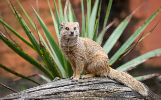 Small animal branch garden nature - a small animal sitting free wallpaper