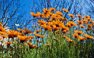 Orange flower field blue sky - orange flower free wallpaper