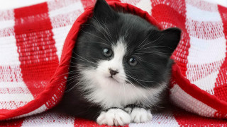 Black white kitten under blanket 2 - kitten free wallpaper