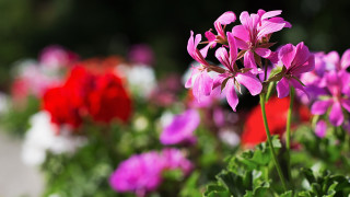 White pink flower bokeh shallow - a field of flowers free wallpaper