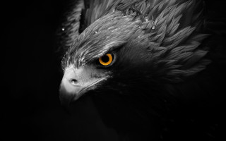 Bird yellow eyes black background - photo of a bird free wallpaper