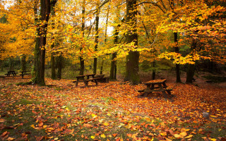 Autumn leaves park bench fantasy - the ground and a bench in the middle of the park free wallpaper