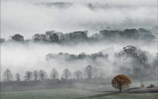 Foggy lone tree misty mountains - a lone tree in the foreground free wallpaper
