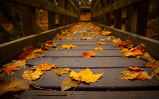 Wooden walkway autumn leaves bridge - leaf free wallpaper
