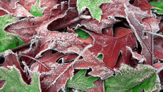 Red leaves frosty ecological forest - frosty free wallpaper