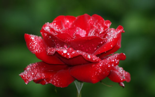 Red rose water droplets macro 41 - a few other thing free wallpaper