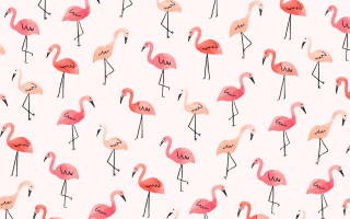 Flamingos group standing white background - a screenprint free wallpaper for desktop