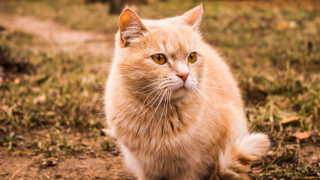Sad cat looking camera blurry - furry free wallpaper