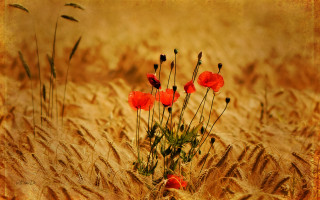 Wheat field red flowers sepia - the picture free wallpaper for desktop
