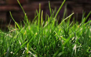 Green grass brick wall blurry 3 - a green grass free wallpaper