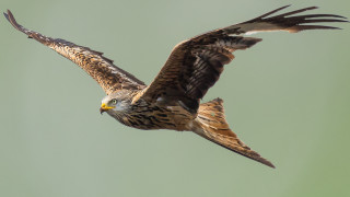 Bird of prey wings spread 4 - a bird of prey free wallpaper