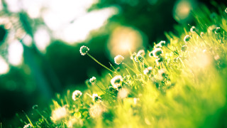 Grass flowers bokeh christmas nature 2 - side and a blurry background free wallpaper