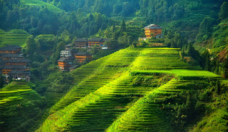 Green hillside houses trees ecological - a row of houses free wallpaper