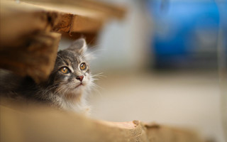 Cat under table microscopic photorealistic - underneath free wallpaper