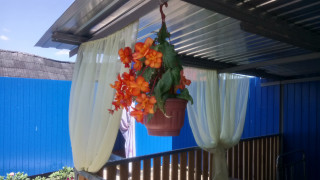 Hanging potted plant metal roof - curtain free wallpaper