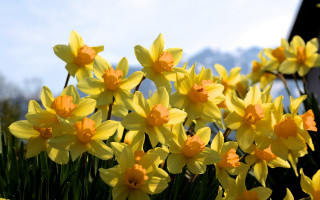 Yellow daisy sunflower field outdoors - the background and a sky in the background free wallpaper