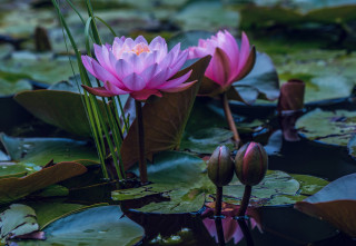 Pink flower lily pad water 2 - free nature wallpaper