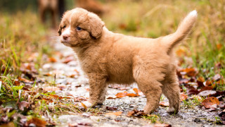 Small brown puppy autumn leaves 2 - leaf and grass free wallpaper