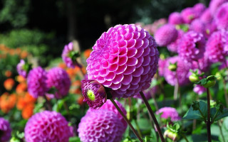 Large flower field bokeh macro - buckminster fuller free wallpaper