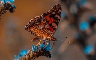 Butterfly orange blue plant blueflowers - blue flower free wallpaper
