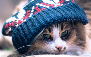 Cat blue hat couch winter - a blue hat free wallpaper