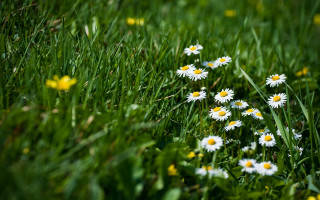 Daisies grass yellow flowers blurry - free summer wallpaper