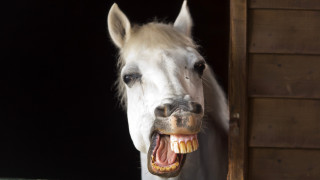 White horse open mouth teeth - tooth and teeth free wallpaper