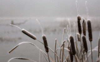Plants snow water boat foggy 2 - a foggy day free wallpaper
